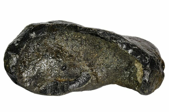 Fossil Whale Ear Bone - Miocene #109242